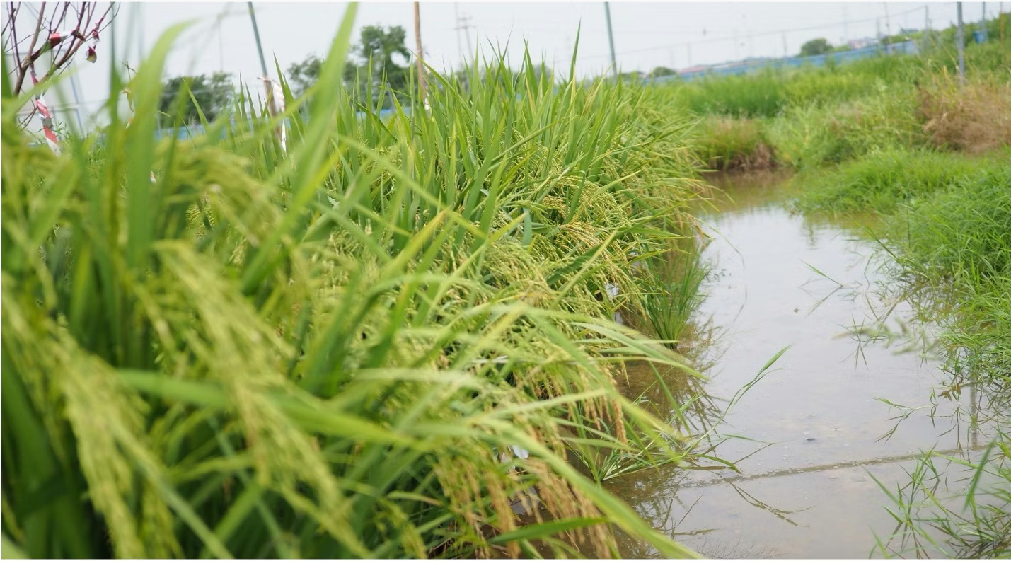 Future rice – more food with less climate impact